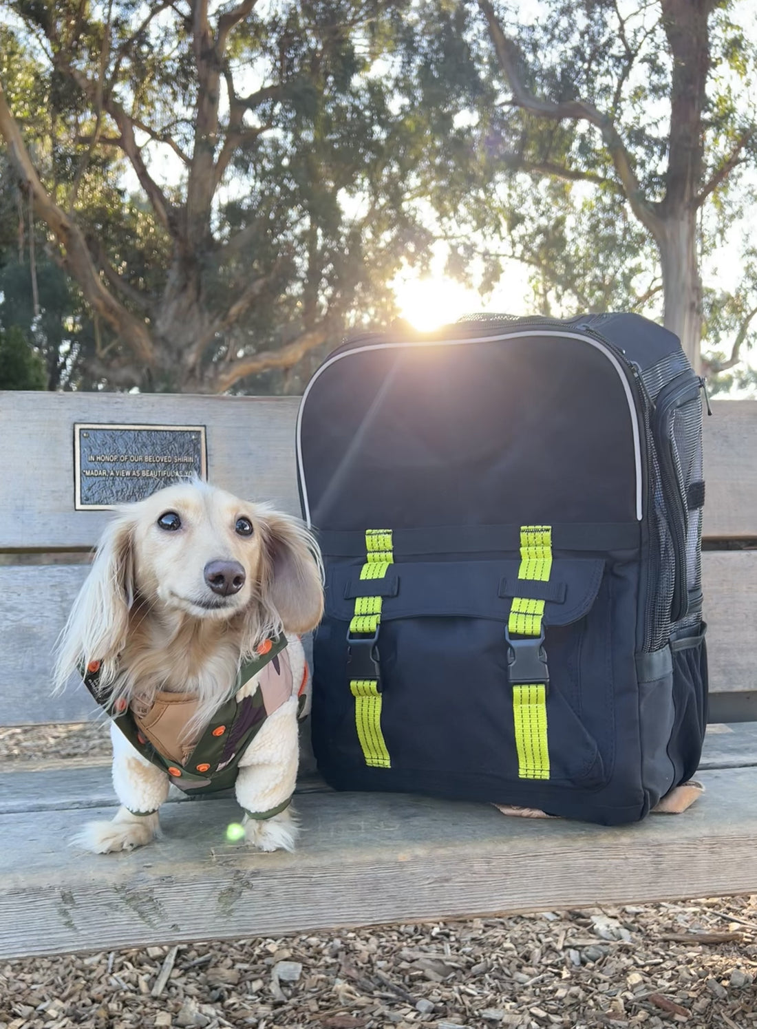 INTRODUCING OUR JANUARY ROVERLUND PAL, @WATSONTHEDOX