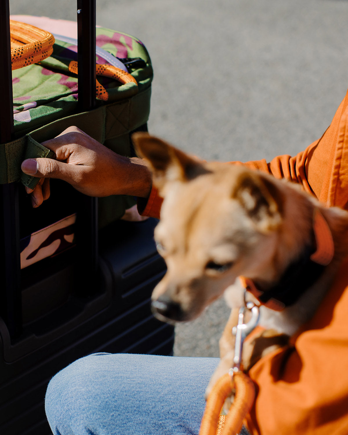 Dog traveling with its owner using a Roverlund pet carrier