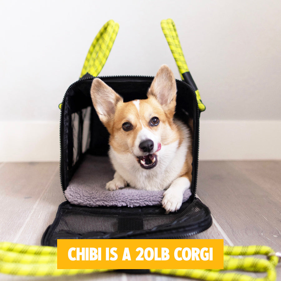out-of-office-pet-carrier-1